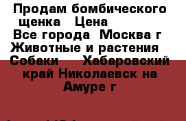 Продам бомбического щенка › Цена ­ 30 000 - Все города, Москва г. Животные и растения » Собаки   . Хабаровский край,Николаевск-на-Амуре г.